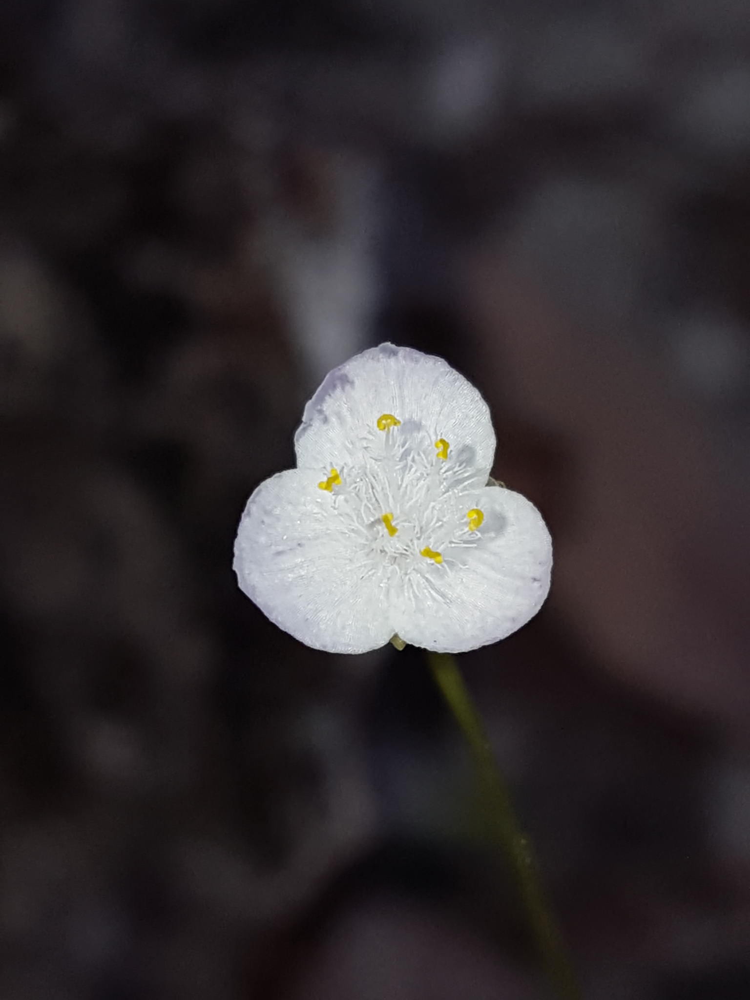Gibasis pellucida
